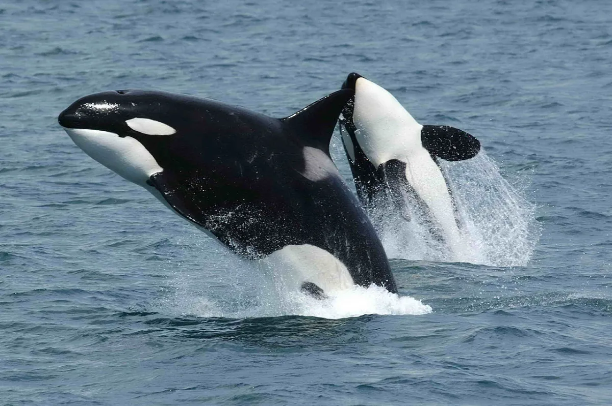 Se reportan 400 avistamientos de orcas en el Caribe