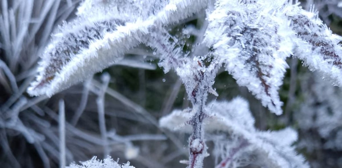 La “neverita” volvió a hacer de las suyas: Valle Nuevo amaneció casi bajo cero y cubierto de blanco