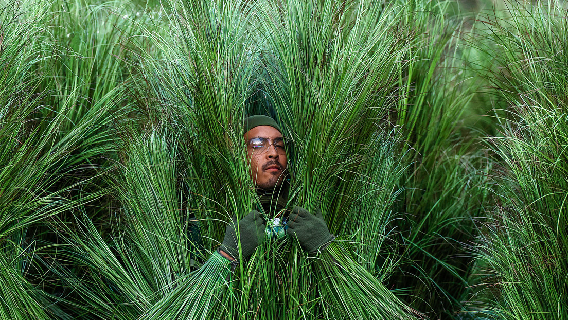 Esto es lo que cobraron los arbustos vivientes del ‘show’ de Bad Bunny en la Super Bowl