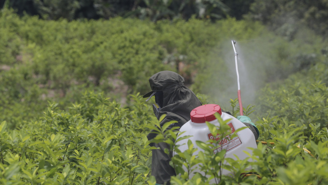 Colombia reanuda ‘narcofumigaciones’ con glifosato: por qué es polémico