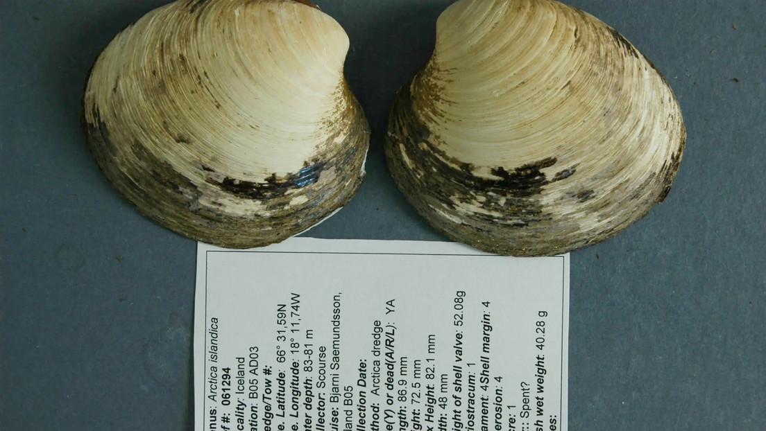 El secreto para vivir más de 500 años que esconde un molusco en el fondo del mar