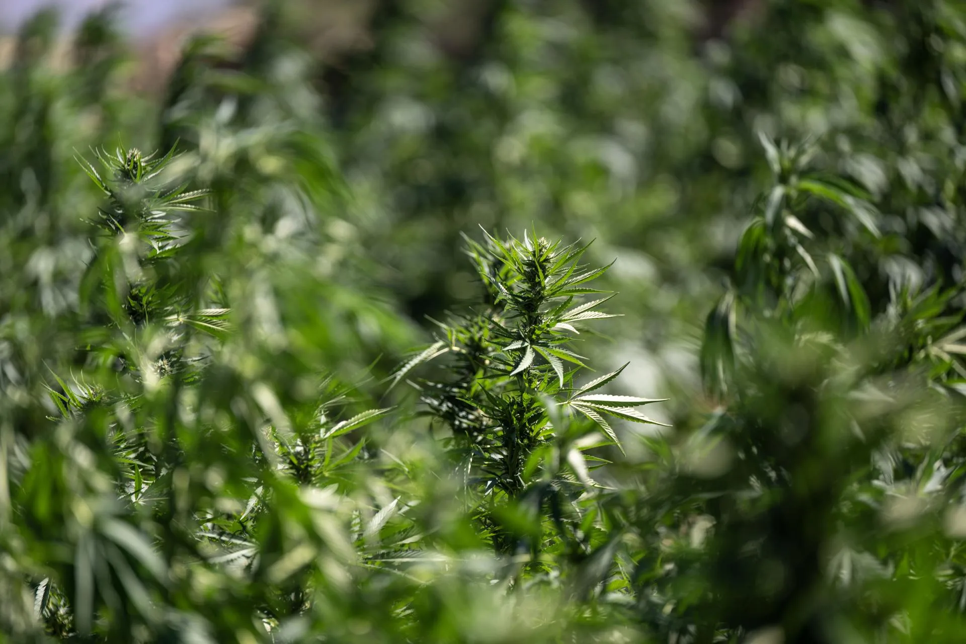 Consumir cannabis en la adolescencia duplica riesgo de trastornos psicóticos y bipolares