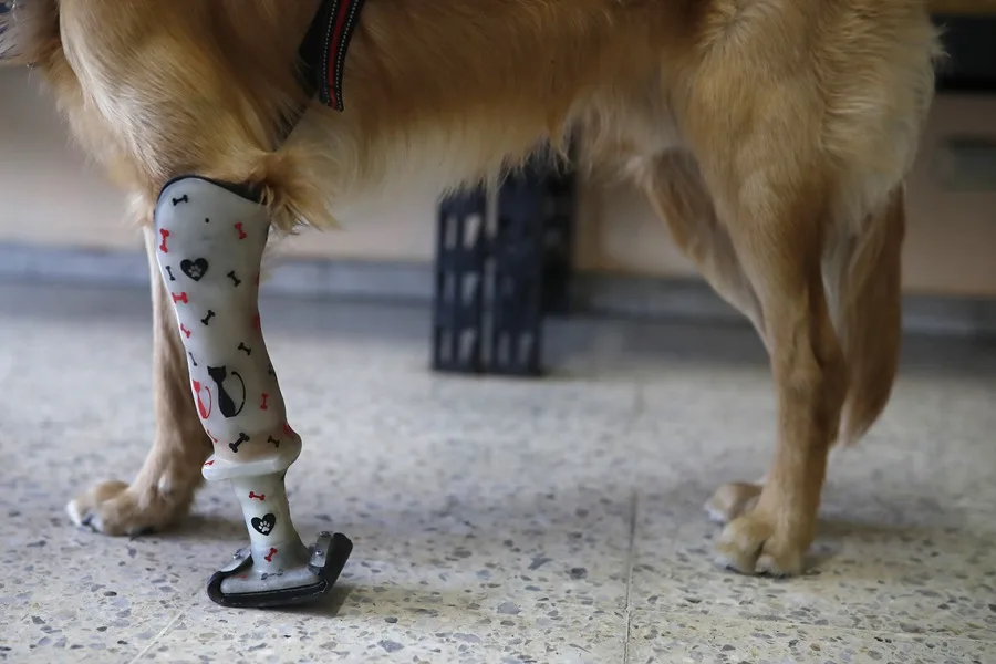 Prótesis para perros, una segunda oportunidad para las mascotas en El Salvador