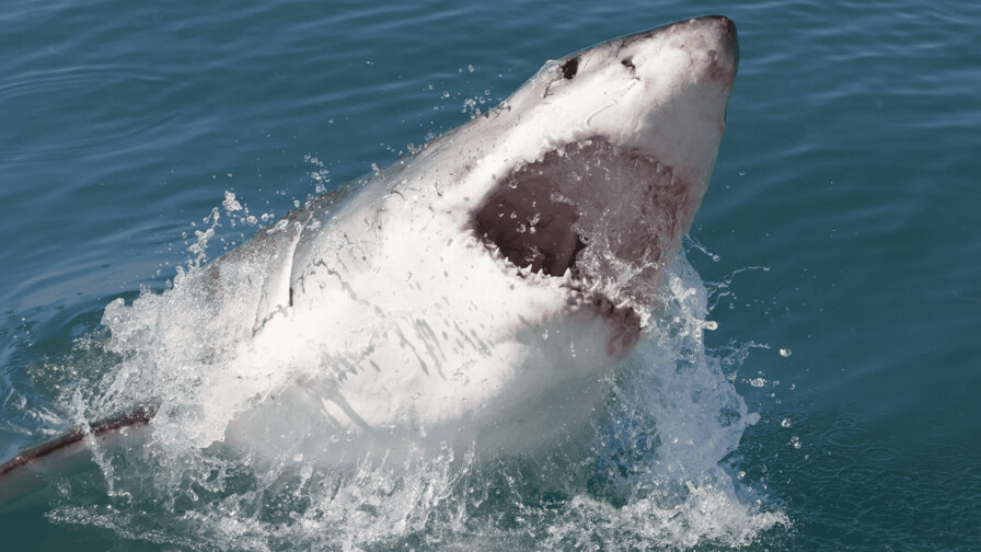 Científicos encuentran en Bahamas tiburones positivos en cocaína y otras sustancias
