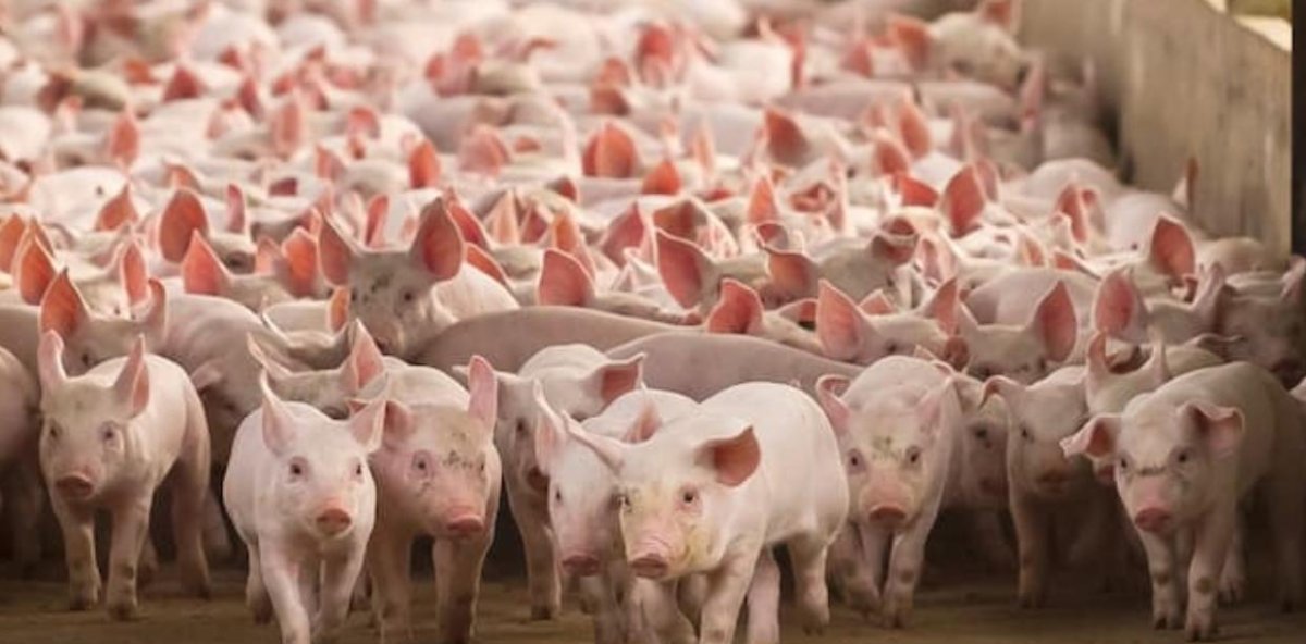 Sugieren al Gobierno arancel 2.5 % importación cerdo EU