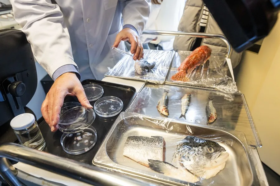 Diseñan un nuevo biotejido con escamas de peces como solución para regenerar córneas