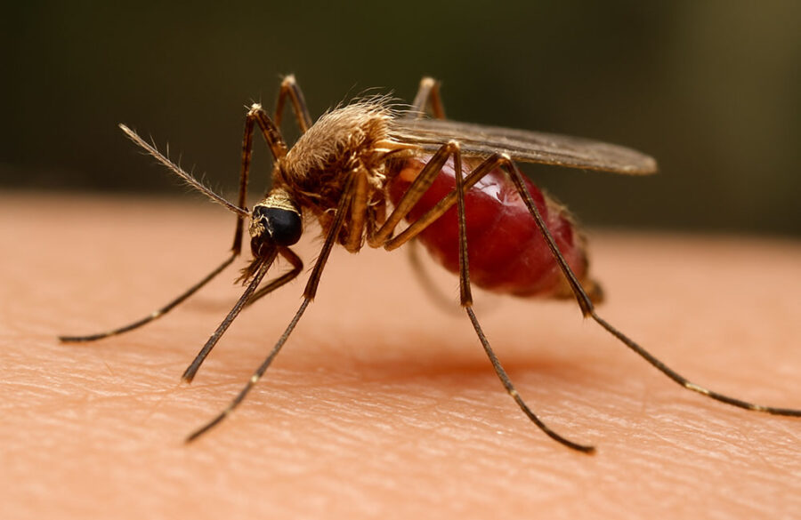 Salud Pública reporta una reducción del 87 % en casos de malaria