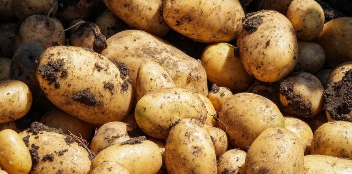 Idiaf anuncia laboratorio para semillas de papa