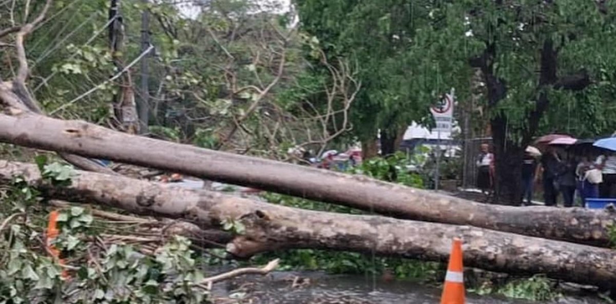 Vientos extremos que tumbaron árboles en el Distrito Nacional pudieron alcanzar los 180 km/h