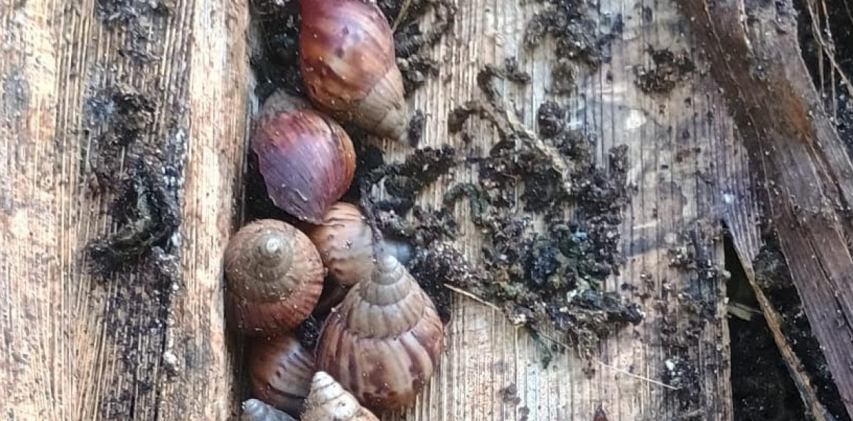 Agricultura inicia pago RD$59.6 MM a técnicos y jornaleros