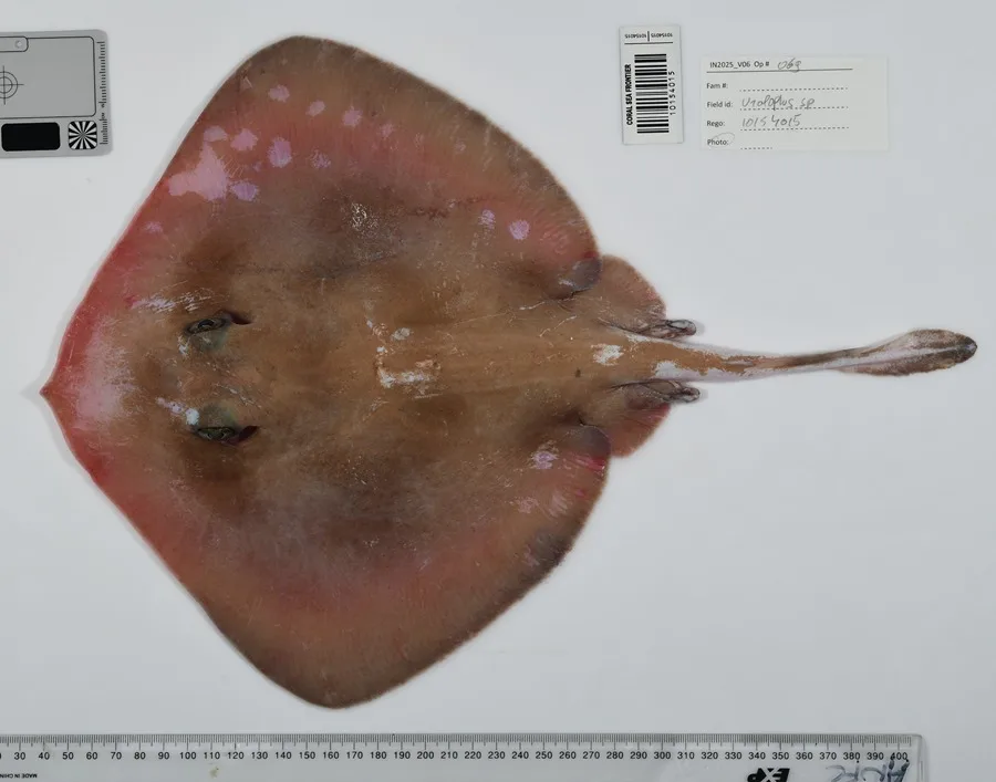 Descubren más de 110 especies marinas en aguas inexploradas del noreste de Australia