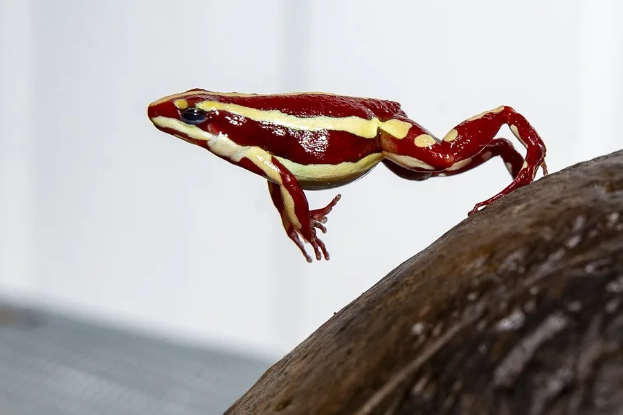 La rana venenosa del caso Navalni, una cotizada mascota exótica afectada por tráfico ilegal