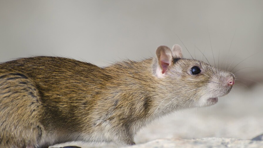 El Ministerio de Salud Pública dice que no hay evidencia de circulación de hantavirus en el país