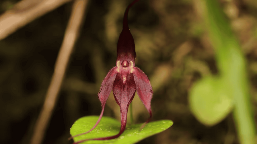 Describen una nueva especie de orquídea en una zona de Ecuador fronteriza con Colombia