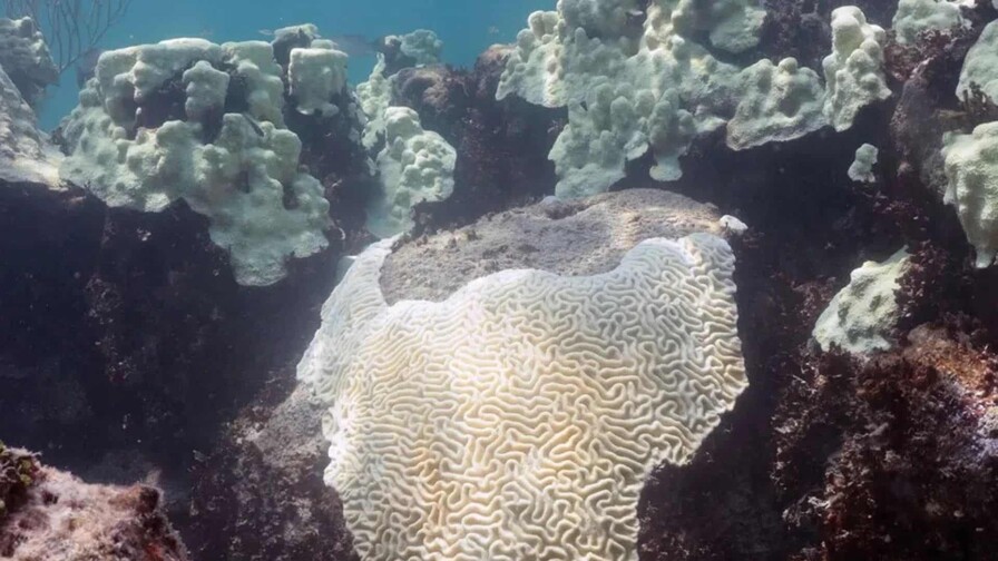 Los corales muestran que El Niño se intensifica mientras el planeta se calienta